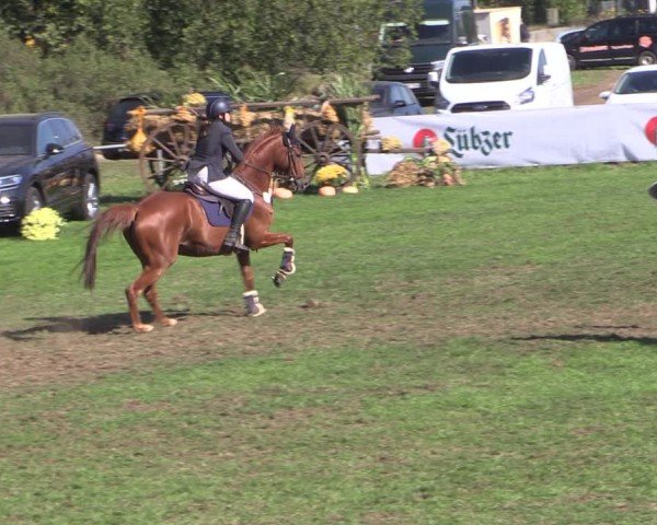 Reitturnier Crivitz 2024