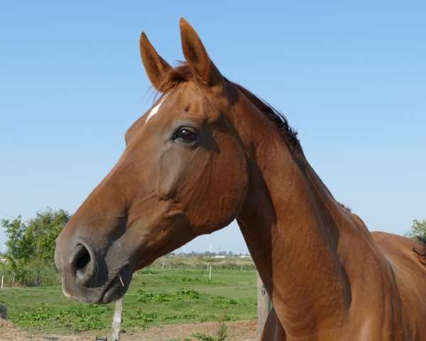 broodmare Filius Lady (Westphalian, 2010, from Filius Bedo) broodmare Filius Lady (Westphalian, 2010, from Filius Bedo)
