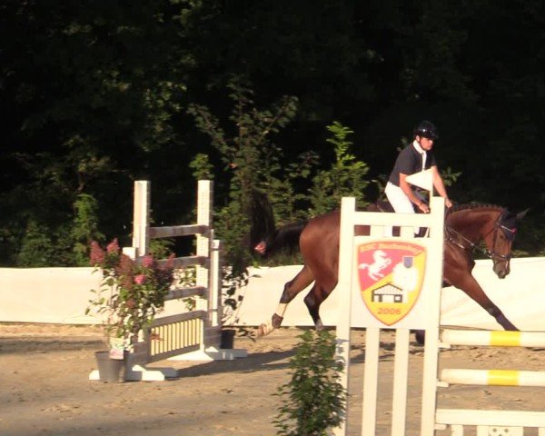 Reitturnier Buchenhof-Ibbenbüren 2024