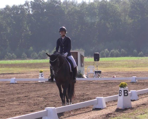 Reitturnier Crivitz 2024