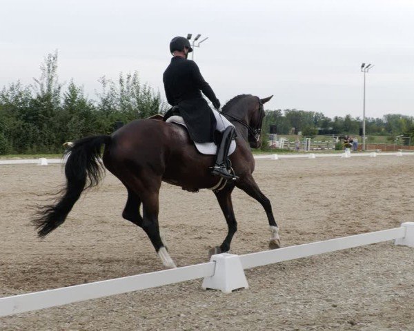 Reitturnier Rodgau-Weiskirchen 2024