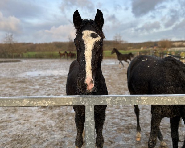 horse Santino H (Westphalian, 2022, from Secret Game)