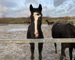horse Santino H (Westphalian, 2022, from Secret Game)
