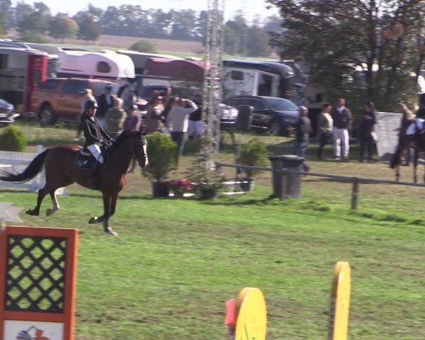 Reitturnier Crivitz 2024