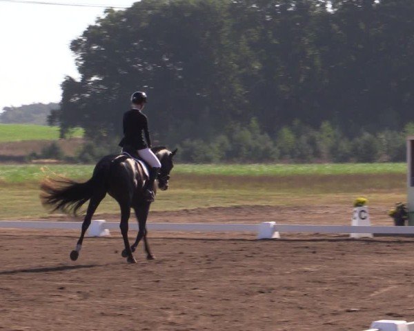 Reitturnier Crivitz 2024
