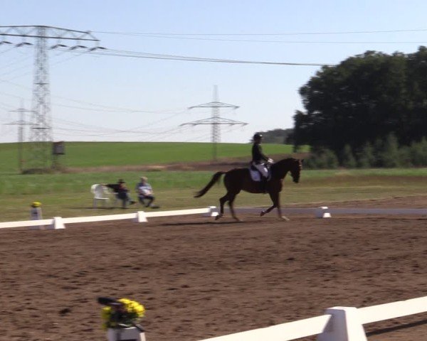 Reitturnier Crivitz 2024