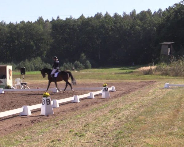 Reitturnier Crivitz 2024