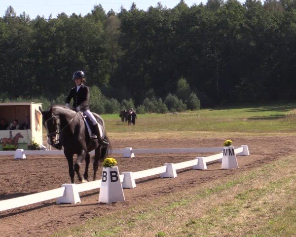 Reitturnier Crivitz 2024
