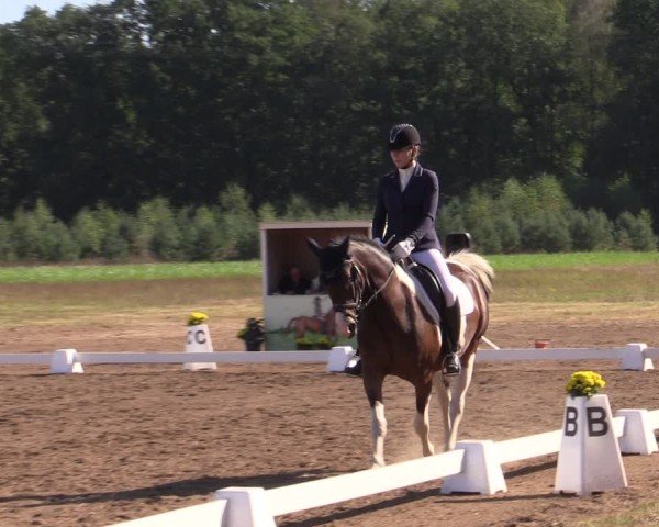 Reitturnier Crivitz 2024