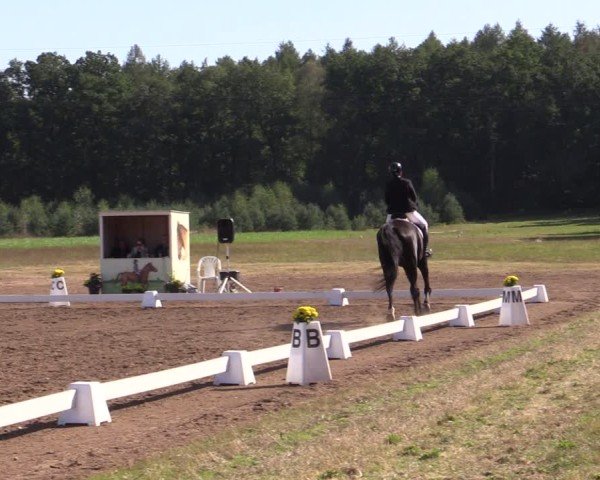 Reitturnier Crivitz 2024