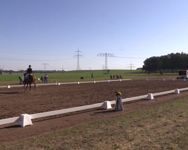 Reitturnier Crivitz 2024