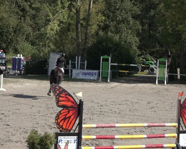 Reitturnier Richelsdorf 2024