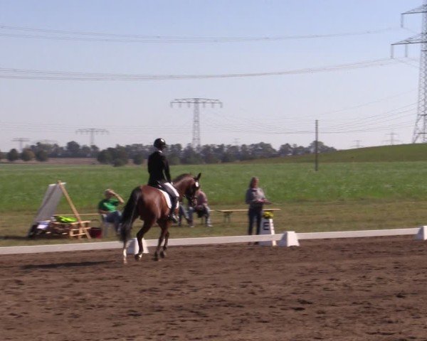 Reitturnier Crivitz 2024
