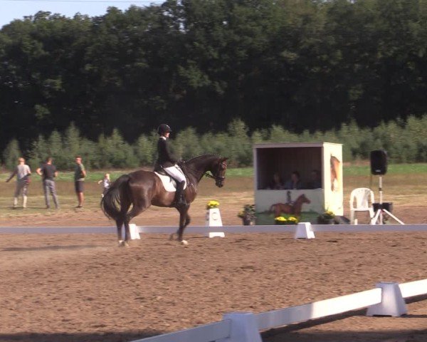 Reitturnier Crivitz 2024