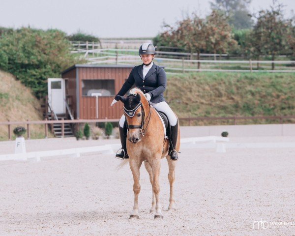 dressage horse Navari 4 (Haflinger, 2015, from Neustar)