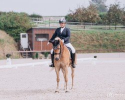 dressage horse Navari 4 (Haflinger, 2015, from Neustar)