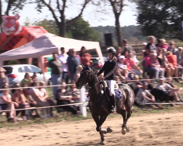 Reitturnier Schenkenhorst 2024
