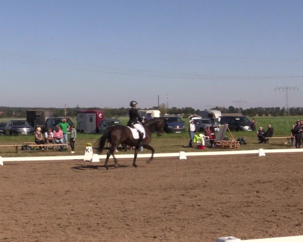 Reitturnier Crivitz 2024