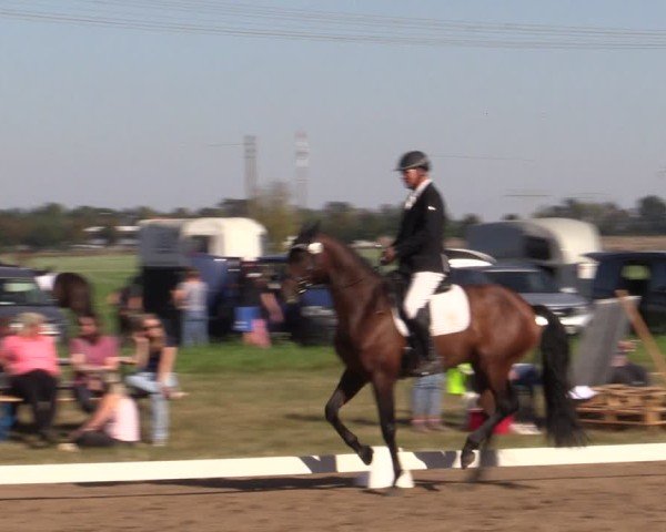 Reitturnier Crivitz 2024