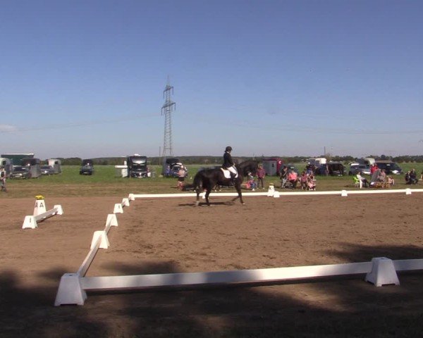 Reitturnier Crivitz 2024
