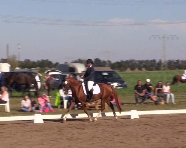 Reitturnier Crivitz 2024