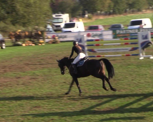 Reitturnier Crivitz 2024