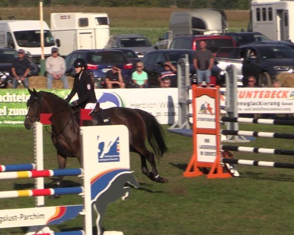 Reitturnier Crivitz 2024