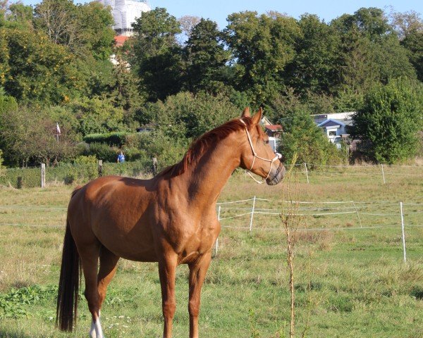 horse LA Vino (Hanoverian, 2019, from La Vie)