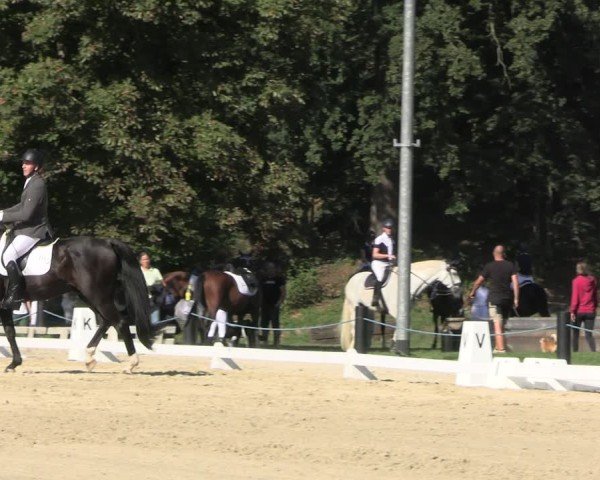 Reitturnier Seelitz 2024