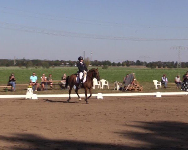 Reitturnier Crivitz 2024
