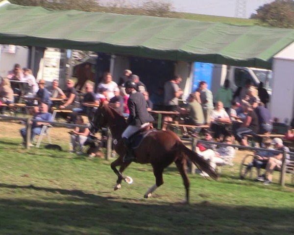 Reitturnier Crivitz 2024