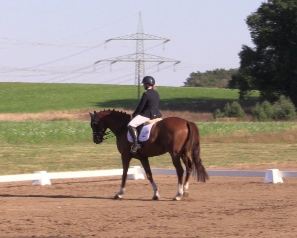 Reitturnier Crivitz 2024