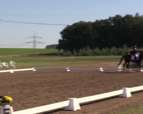 Reitturnier Crivitz 2024