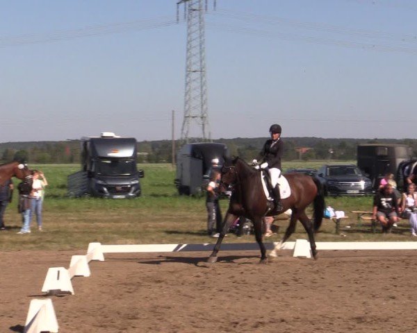 Reitturnier Crivitz 2024