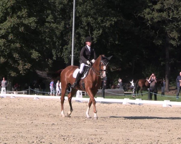 Reitturnier Seelitz 2024