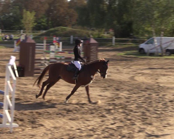 Reitturnier Schenkenhorst 2024