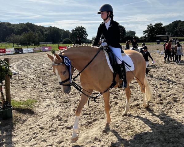 Pferd Dorie BE (Deutsches Reitpony, 2019, von Deukalion B)