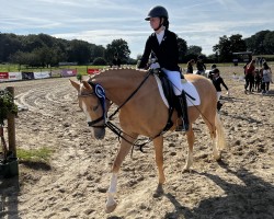 Pferd Dorie BE (Deutsches Reitpony, 2019, von Deukalion B)