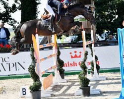 Cavallo da salto Limbarto (Holsteiner, 2009, di Limbus)