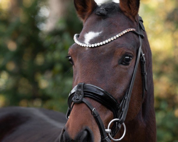 jumper Clemens van de Küst (German Riding Pony, 2019, from Clemens 71)