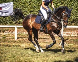 jumper Queen of crazyness (German Sport Horse, 2011, from Quality Touch)