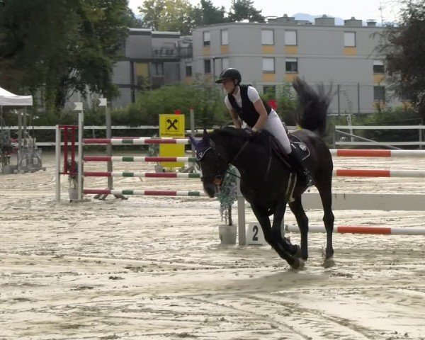 Reitturnier Bregenz 2024