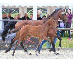 horse Stute von Dia Corrado / Classe (Westphalian, 2024, from Dia Corrado)