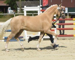 Zuchtstute Double Design W (Deutsches Reitpony, 2019, von Diamond Touch NRW)