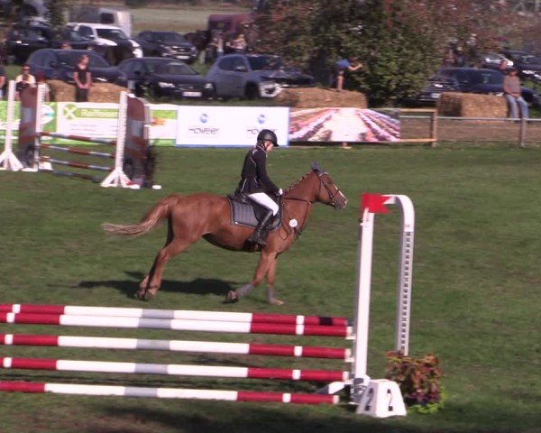 Reitturnier Crivitz 2024