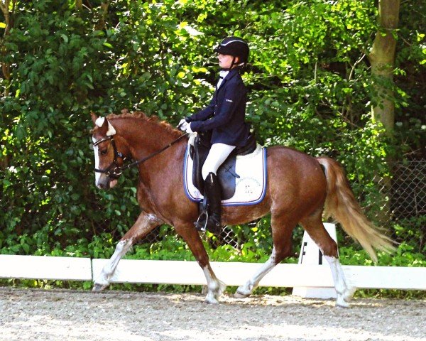 jumper Brynithon Dynamo (Welsh-Cob (Sek. C), 2014, from Leyeswick The Poacher)