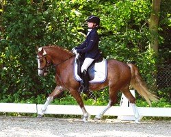 jumper Brynithon Dynamo (Welsh-Cob (Sek. C), 2014, from Leyeswick The Poacher)