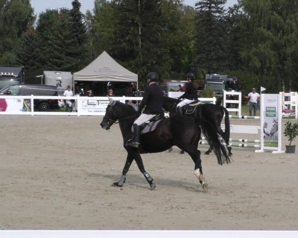 Reitturnier Memmingen 2024