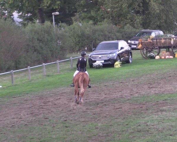 Reitturnier Crivitz 2024