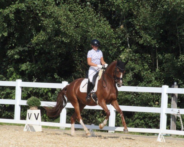 dressage horse Topic Royal (Oldenburg, 2020, from Birkhof's Topas Fbw)
